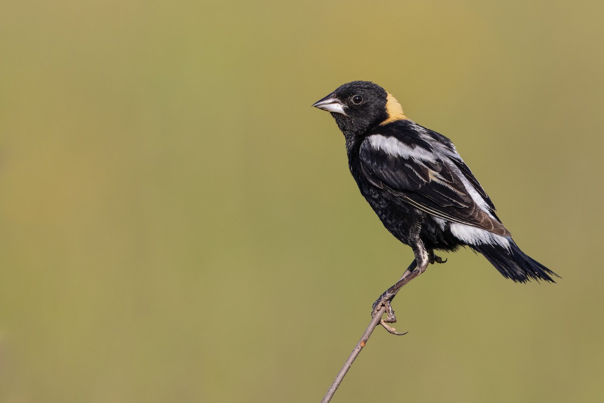 bobolink - ML250241071