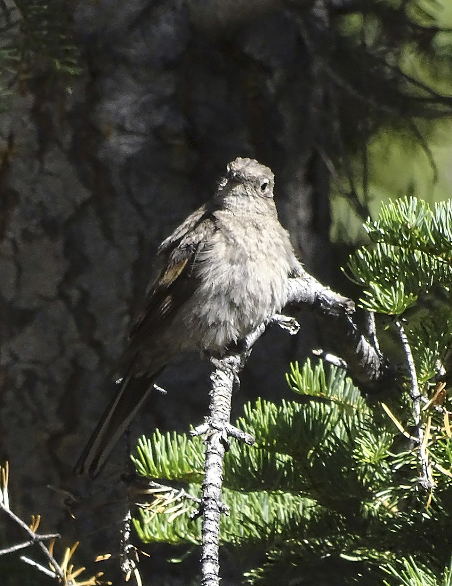 Townsend's Solitaire - ML250241311