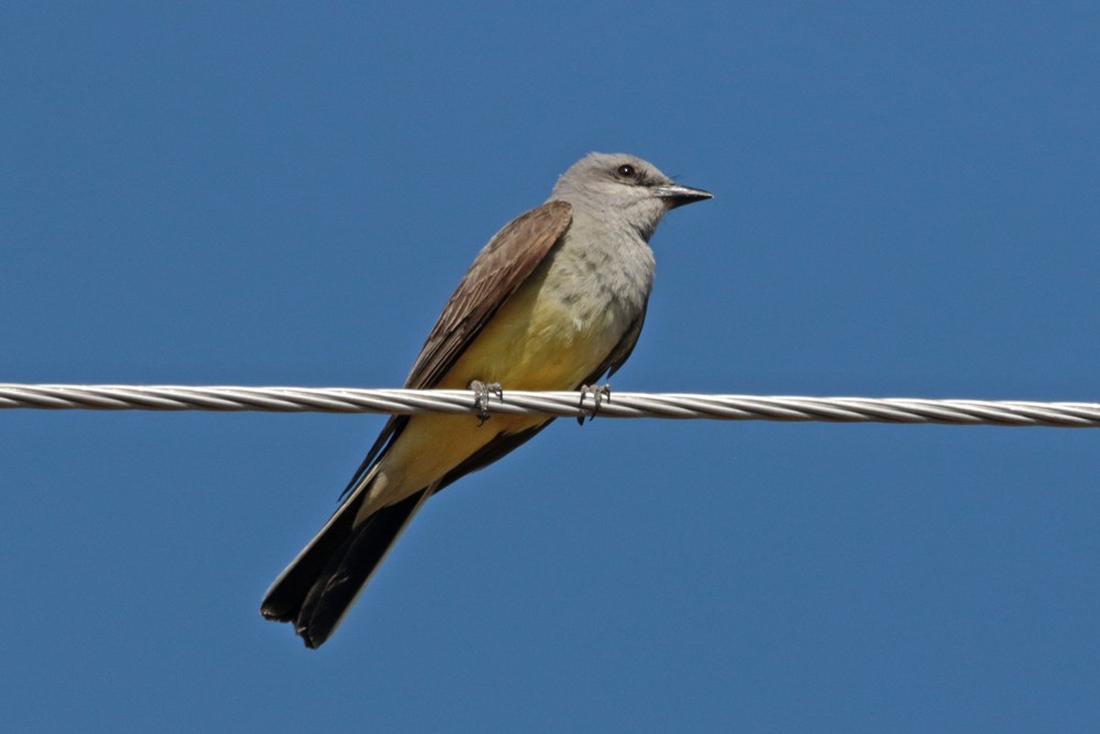 Western Kingbird - ML250243331