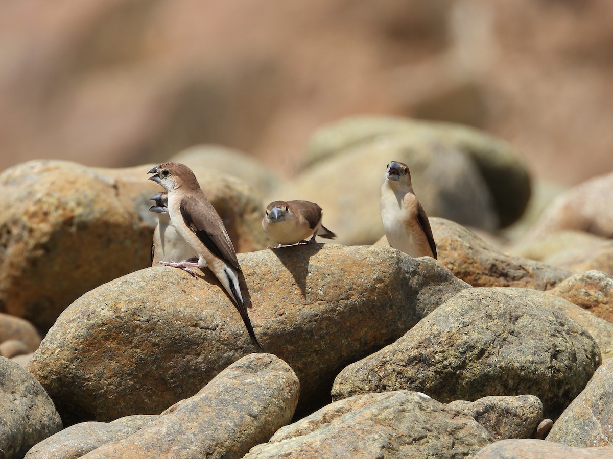Indian Silverbill - ML250244351