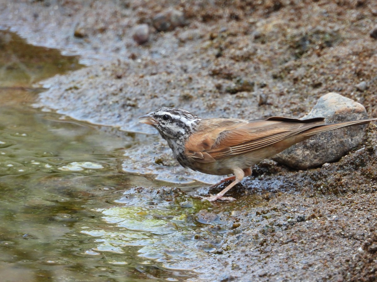 Striolated Bunting - ML250244371