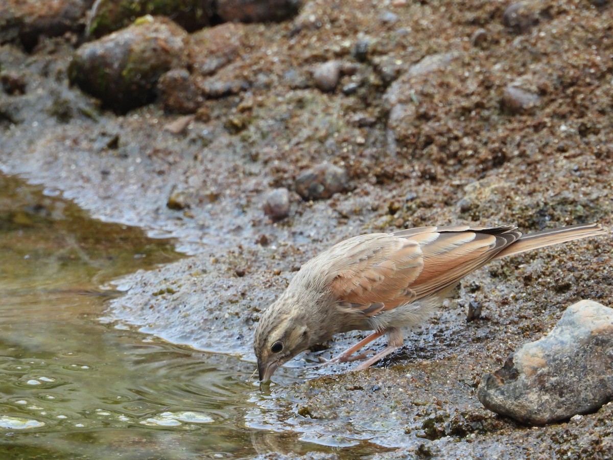 Striolated Bunting - ML250244391