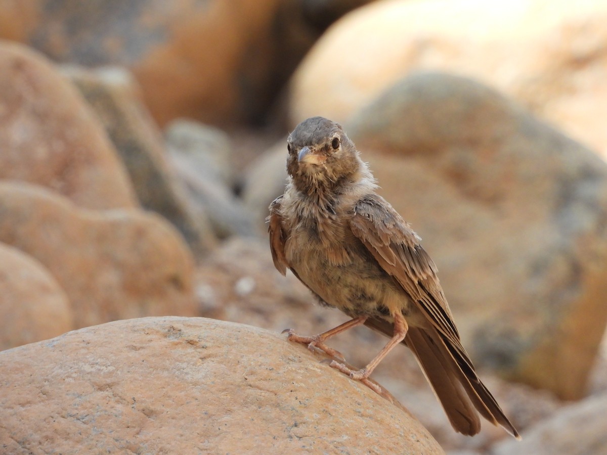 Desert Lark - ML250244451