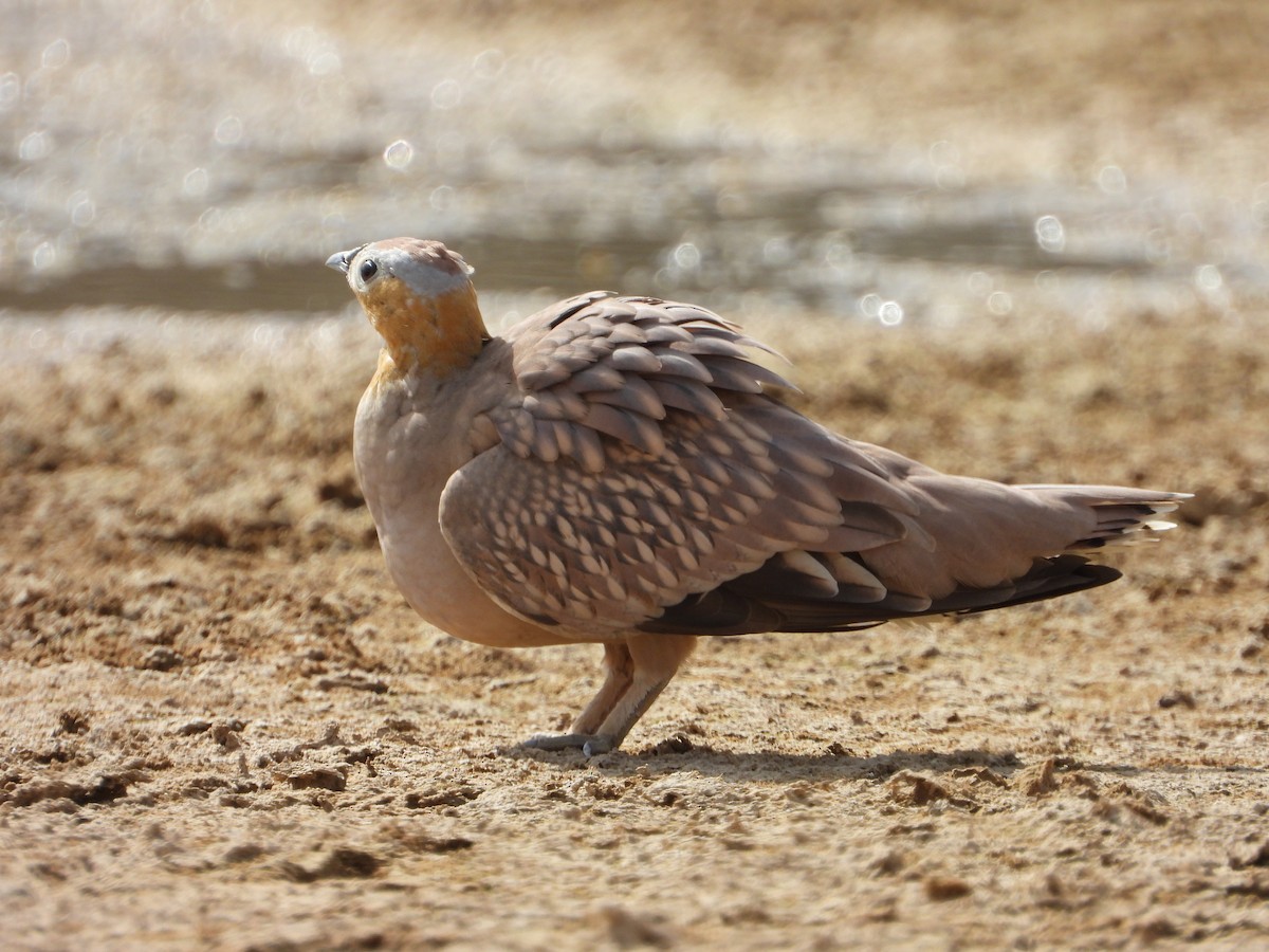 Crowned Sandgrouse - ML250245171