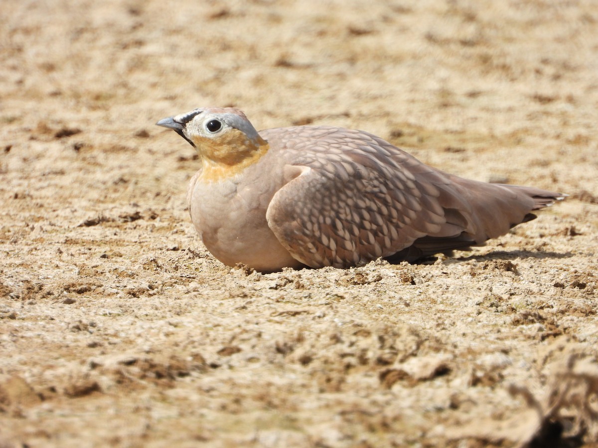 Crowned Sandgrouse - ML250245261