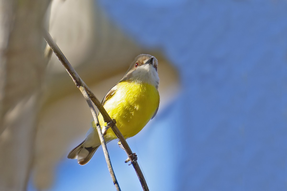 White-throated Gerygone - ML250246131
