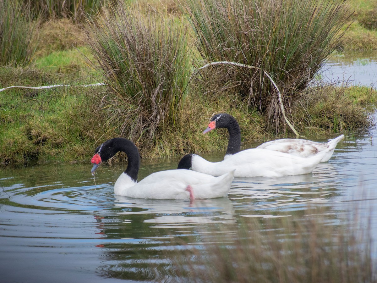Black-necked Swan - ML250246191
