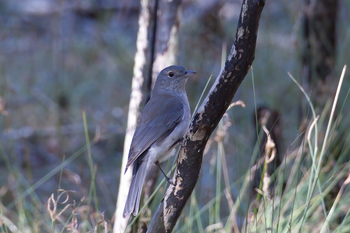 Gray Shrikethrush - ML250246231