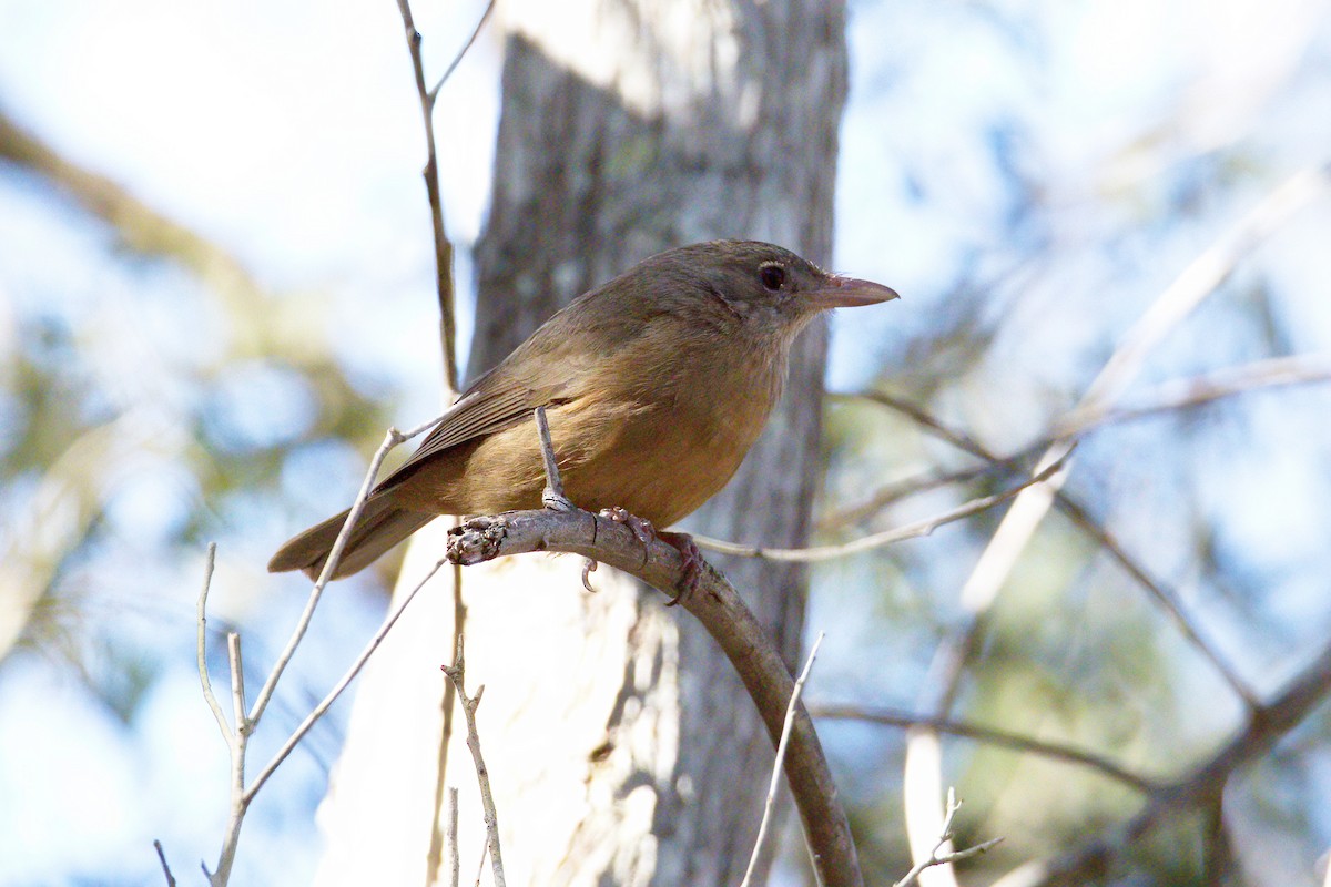 Rufous Shrikethrush - ML250246681