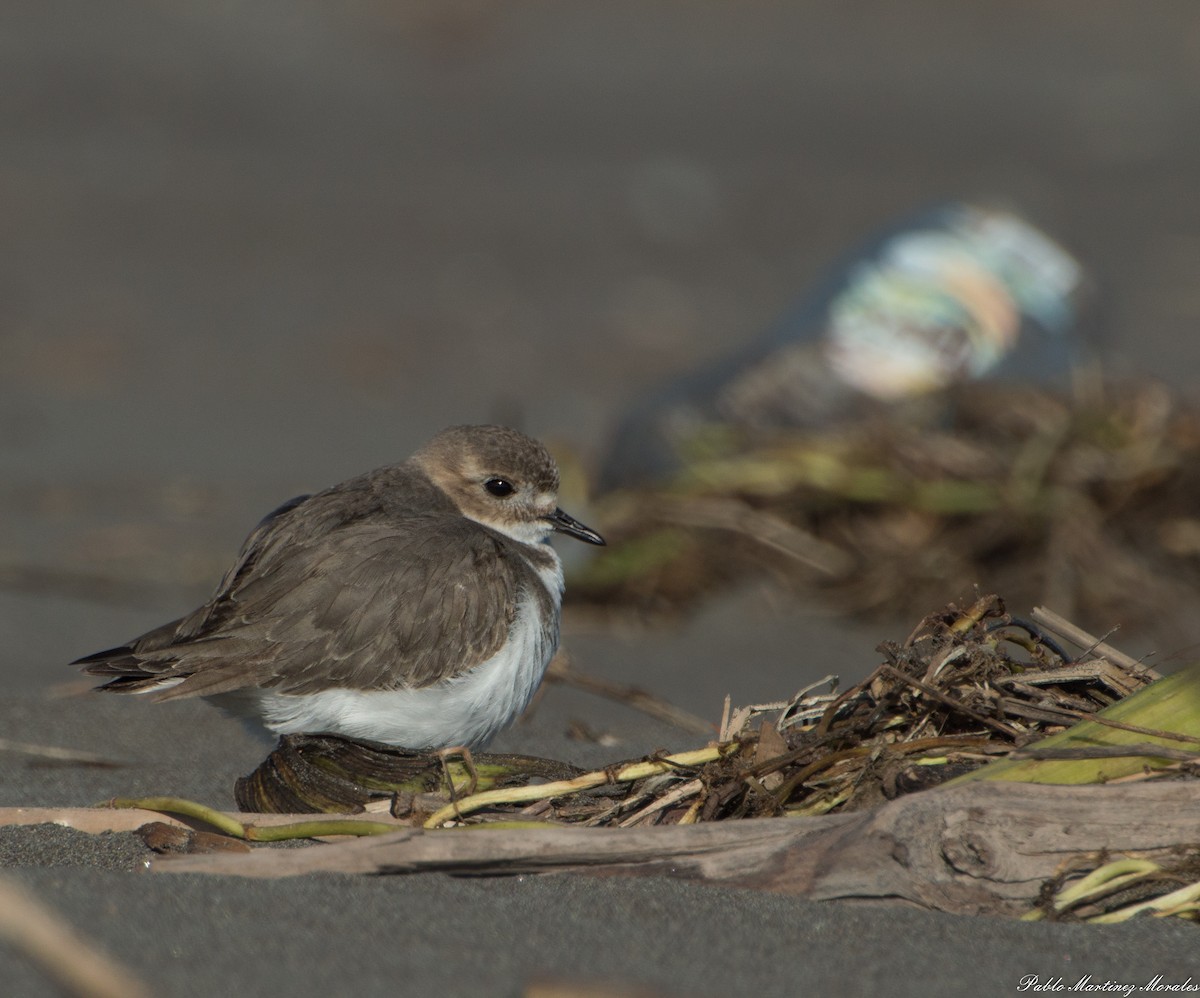Two-banded Plover - ML250246861