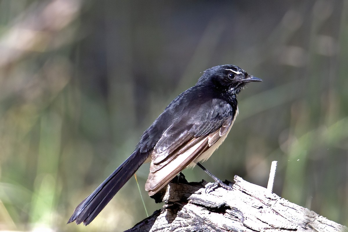 Willie-wagtail - ML250247021