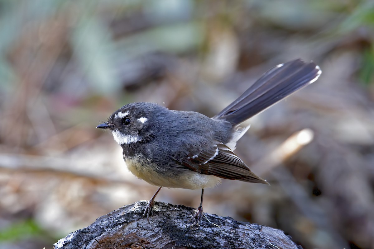 Gray Fantail - ML250247051