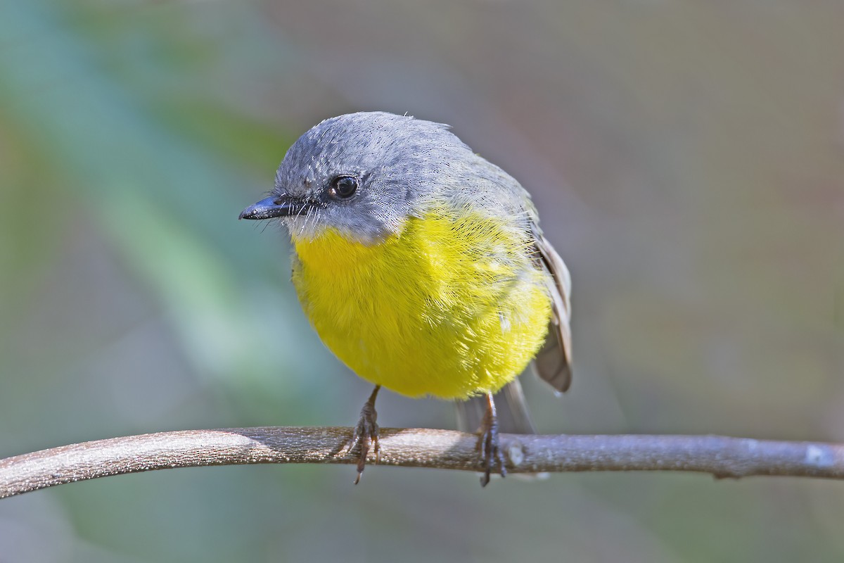 Eastern Yellow Robin - ML250247131