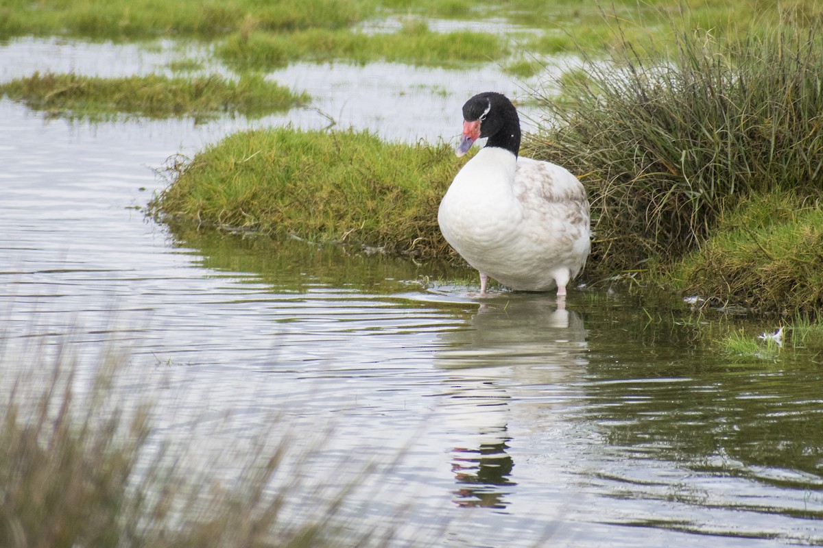 Black-necked Swan - ML250247141