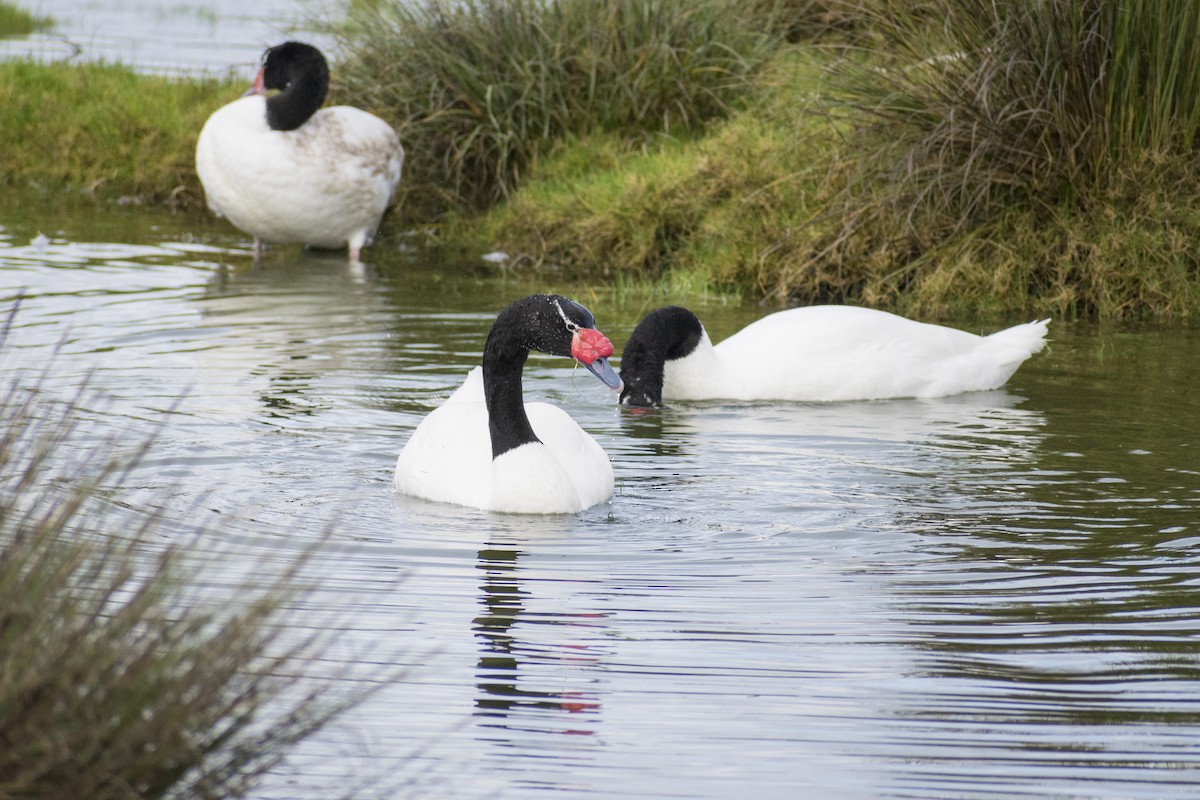 Black-necked Swan - ML250247161