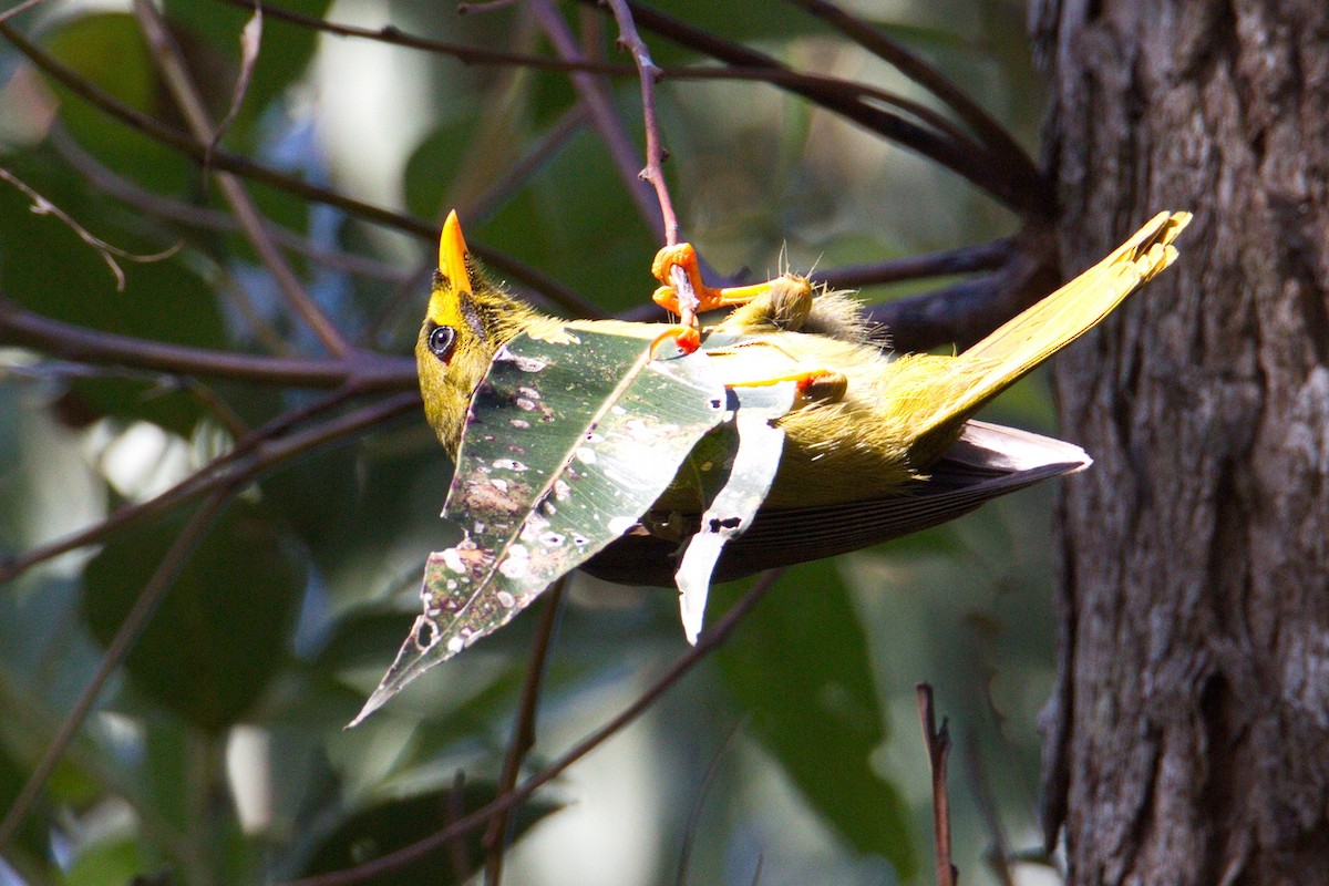 Bell Miner - ML250247191