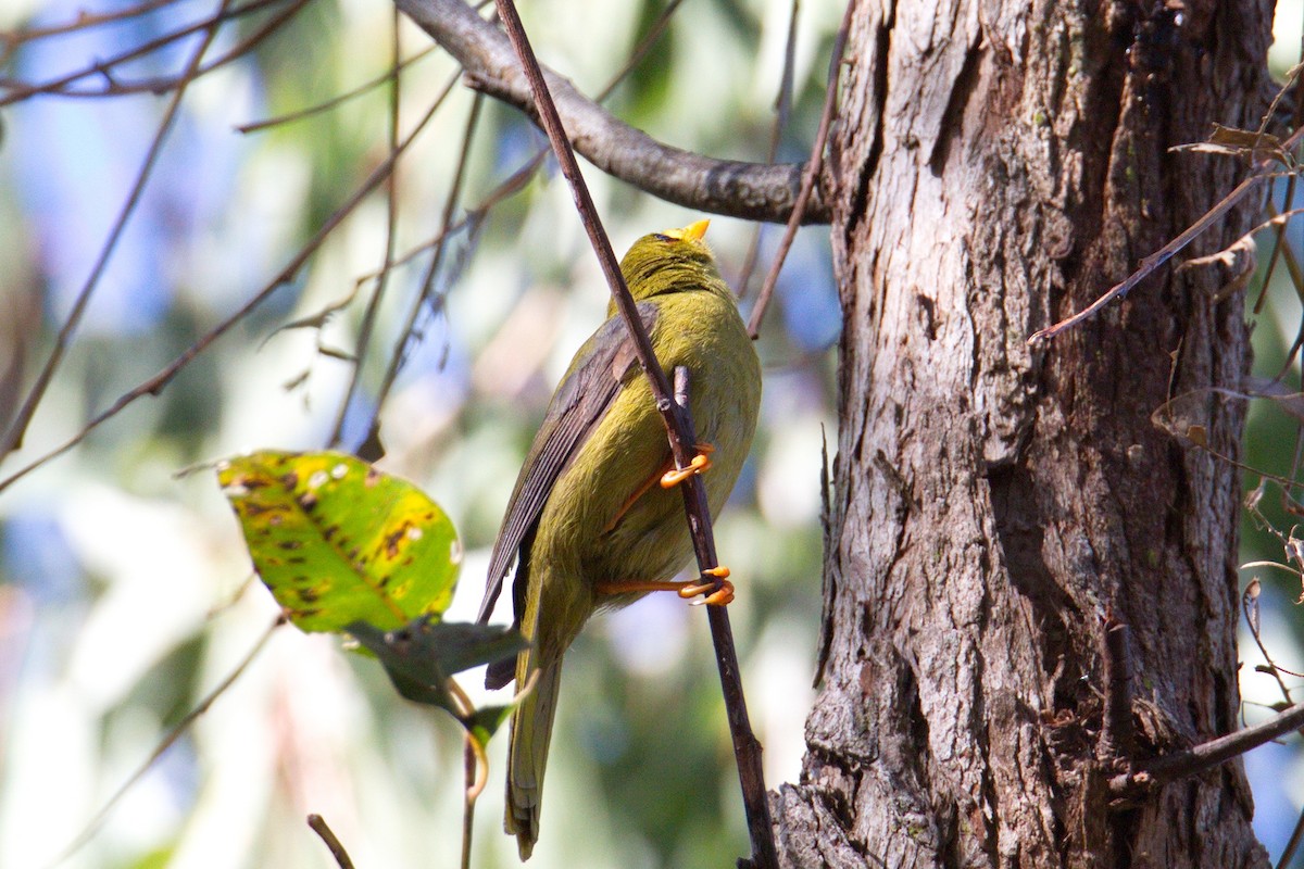 Bell Miner - ML250247201