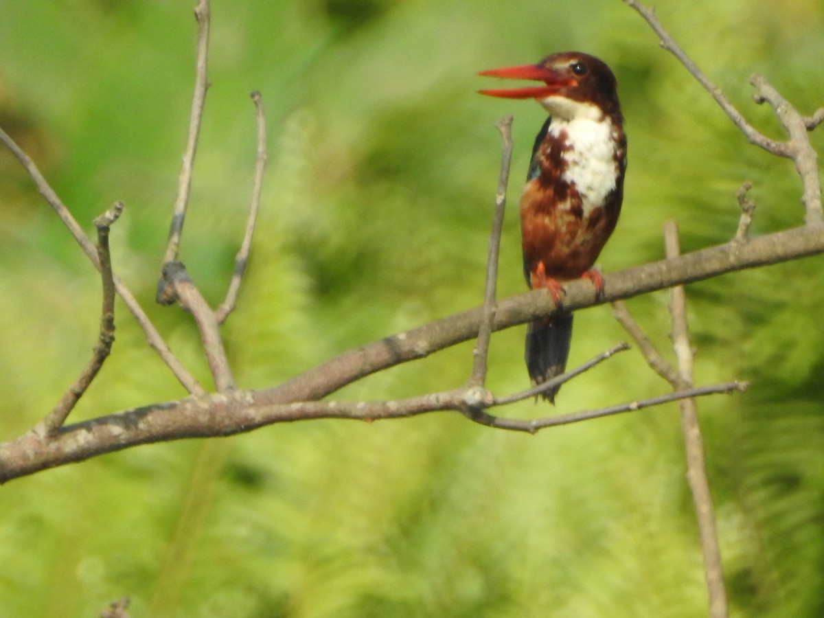 White-throated Kingfisher - ML250248141