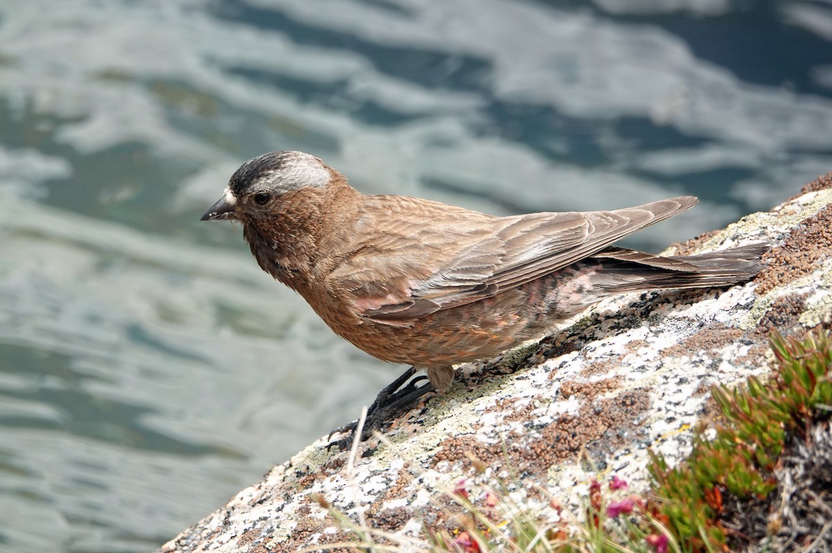 Gray-crowned Rosy-Finch - ML250248201