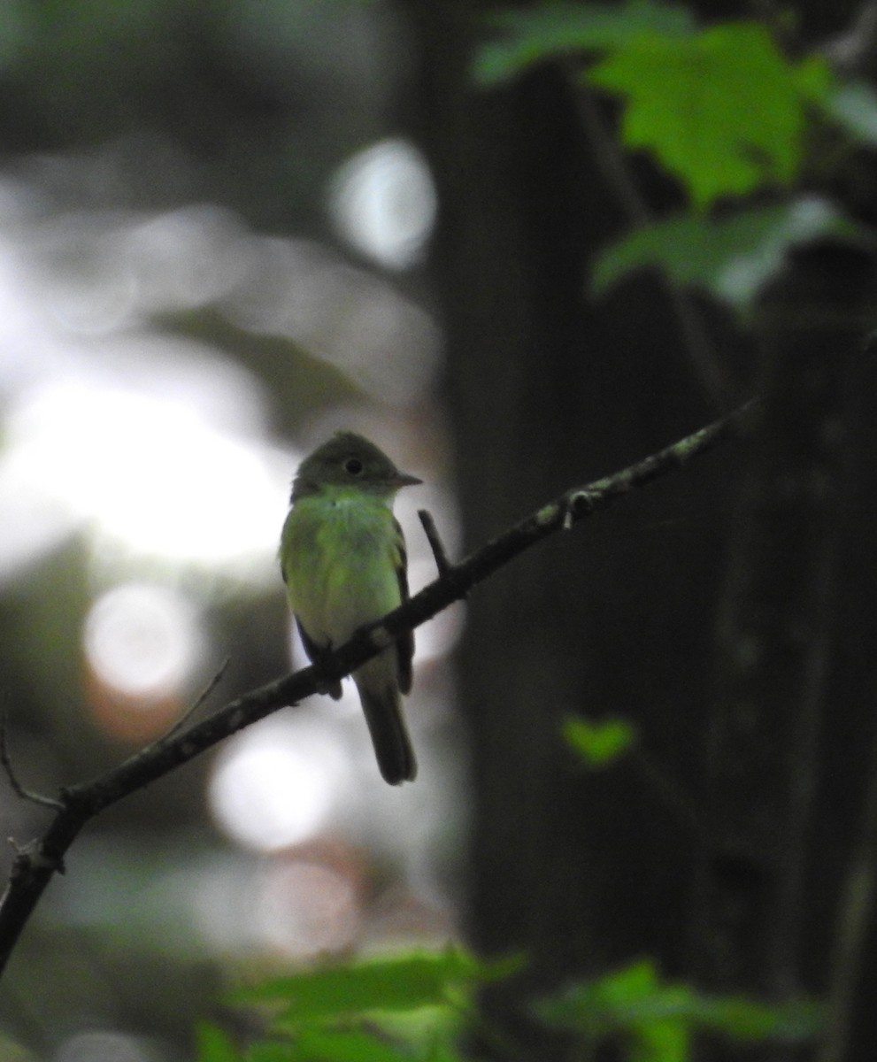 Acadian Flycatcher - ML250248361