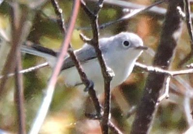 Blue-gray Gnatcatcher - ML250249561