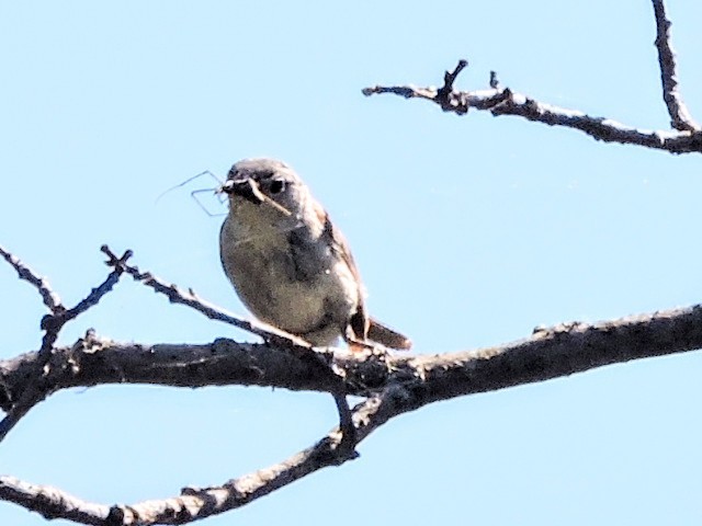 Blue-gray Gnatcatcher - ML250249571