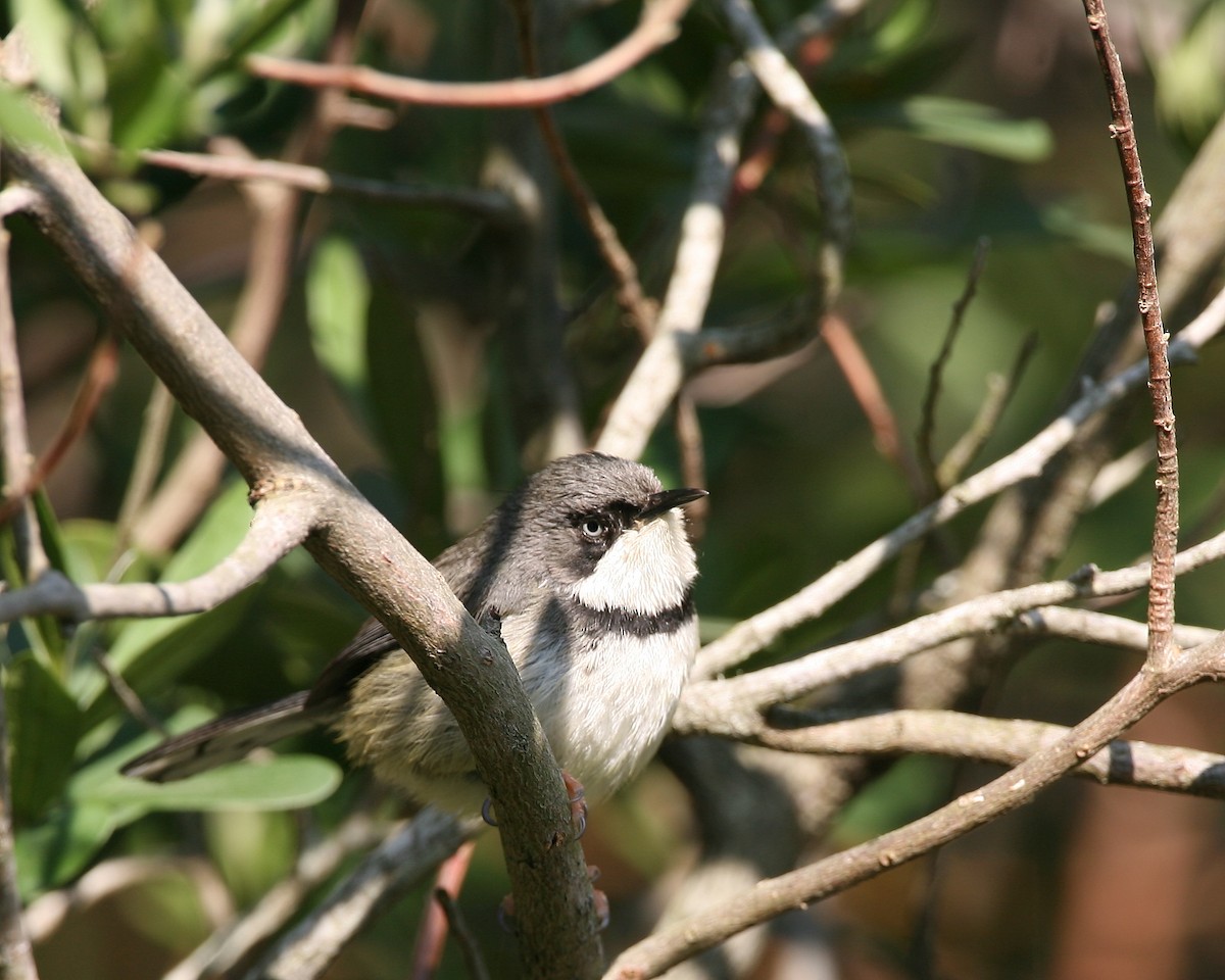 Bar-throated Apalis - ML250250201