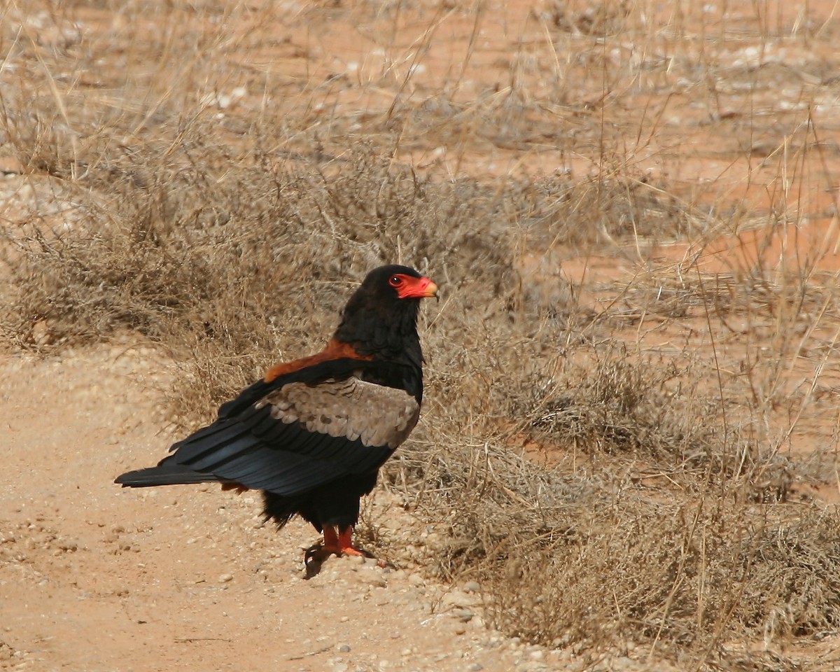 Bateleur - ML250250951