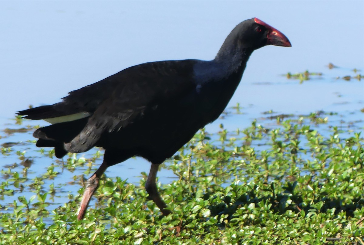 Australasian Swamphen - ML250251741