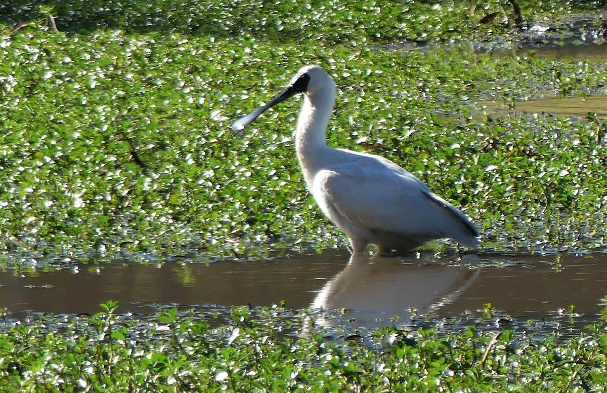 Royal Spoonbill - ML250252011