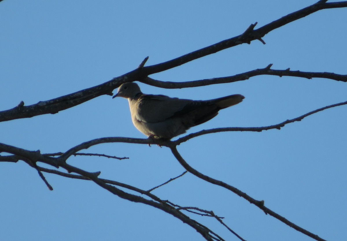 Eurasian Collared-Dove - ML250252641