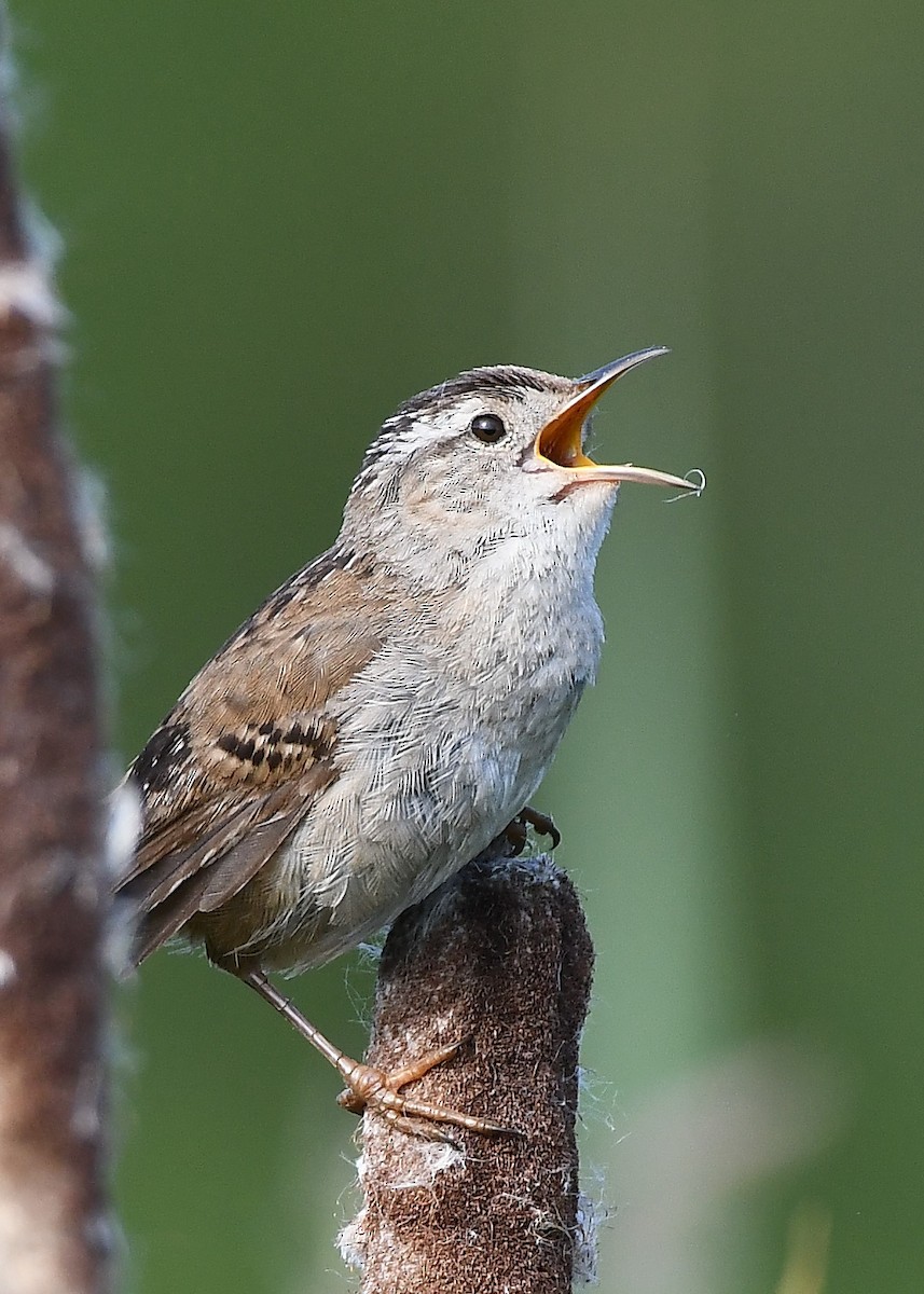 Marsh Wren - Nathan Hentze