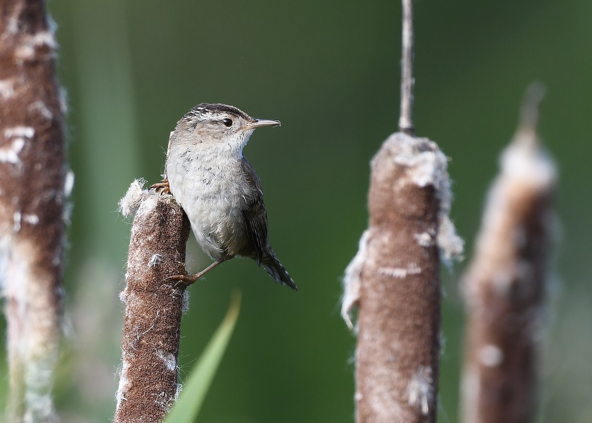 Marsh Wren - Nathan Hentze