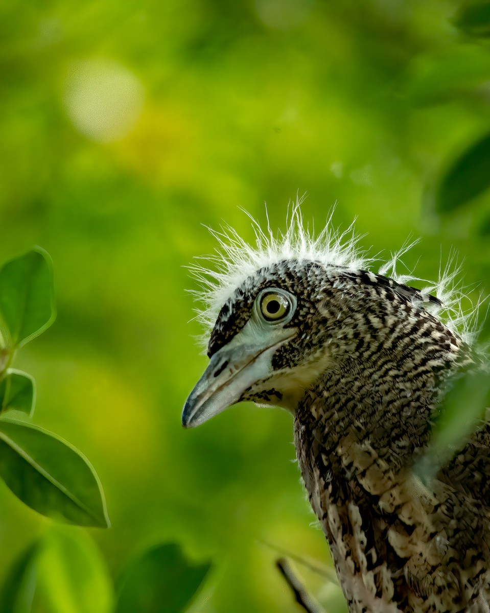 Malayan Night Heron - ML250256001