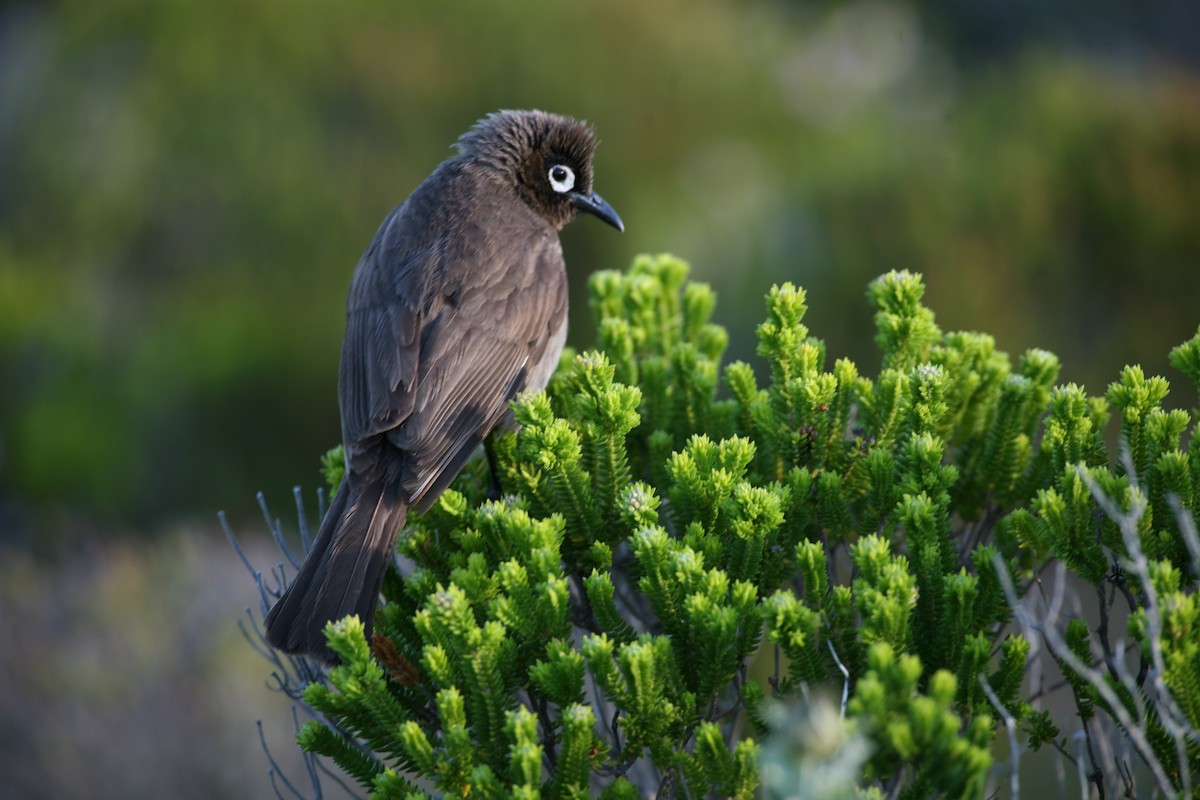 Cape Bulbul - Bruce Robinson