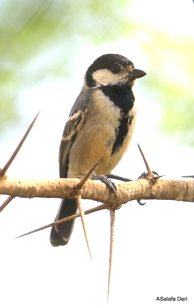 Mésange somalienne - ML250258591