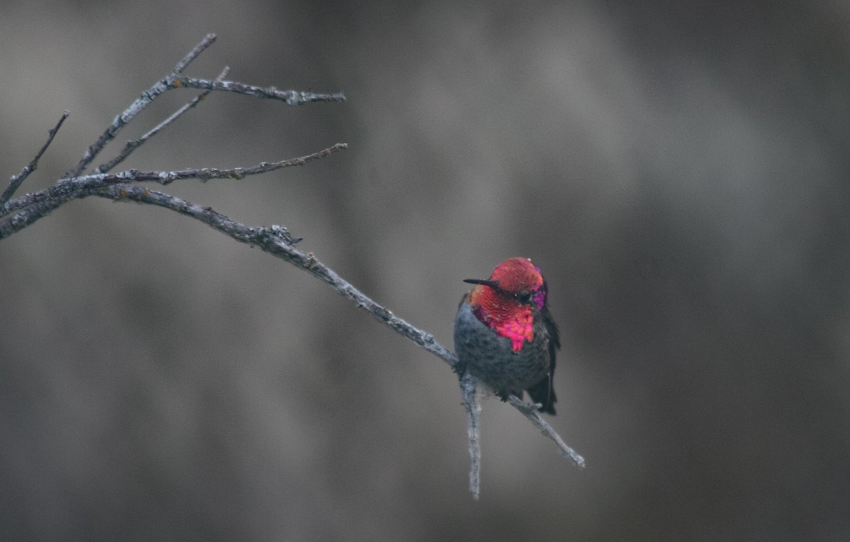 Anna's Hummingbird - Liam Huber