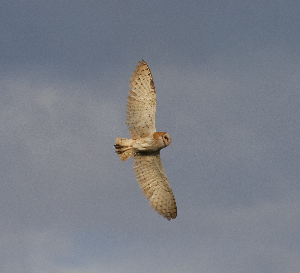 Barn Owl - Liam Huber