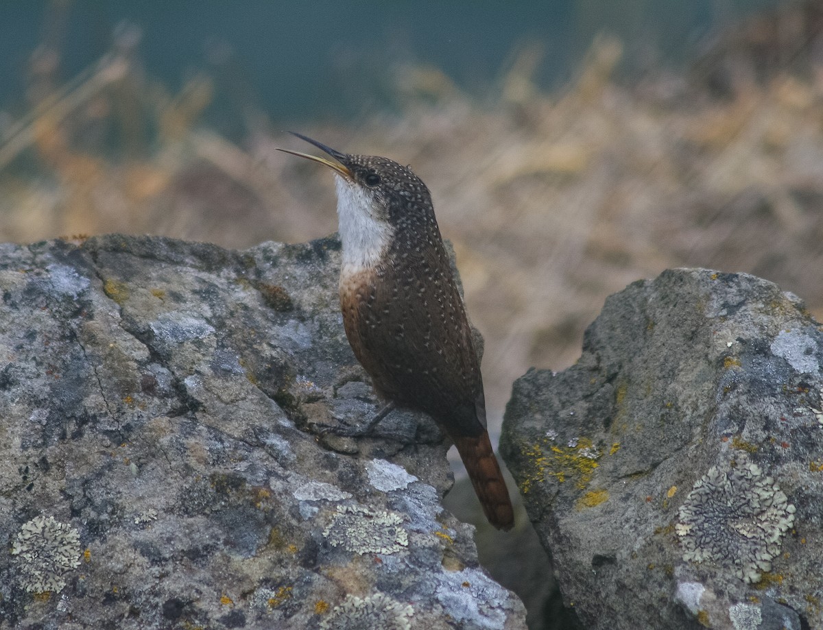 Canyon Wren - Liam Huber