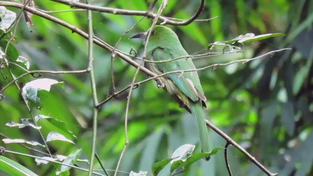 Blue-bearded Bee-eater - ML250259671