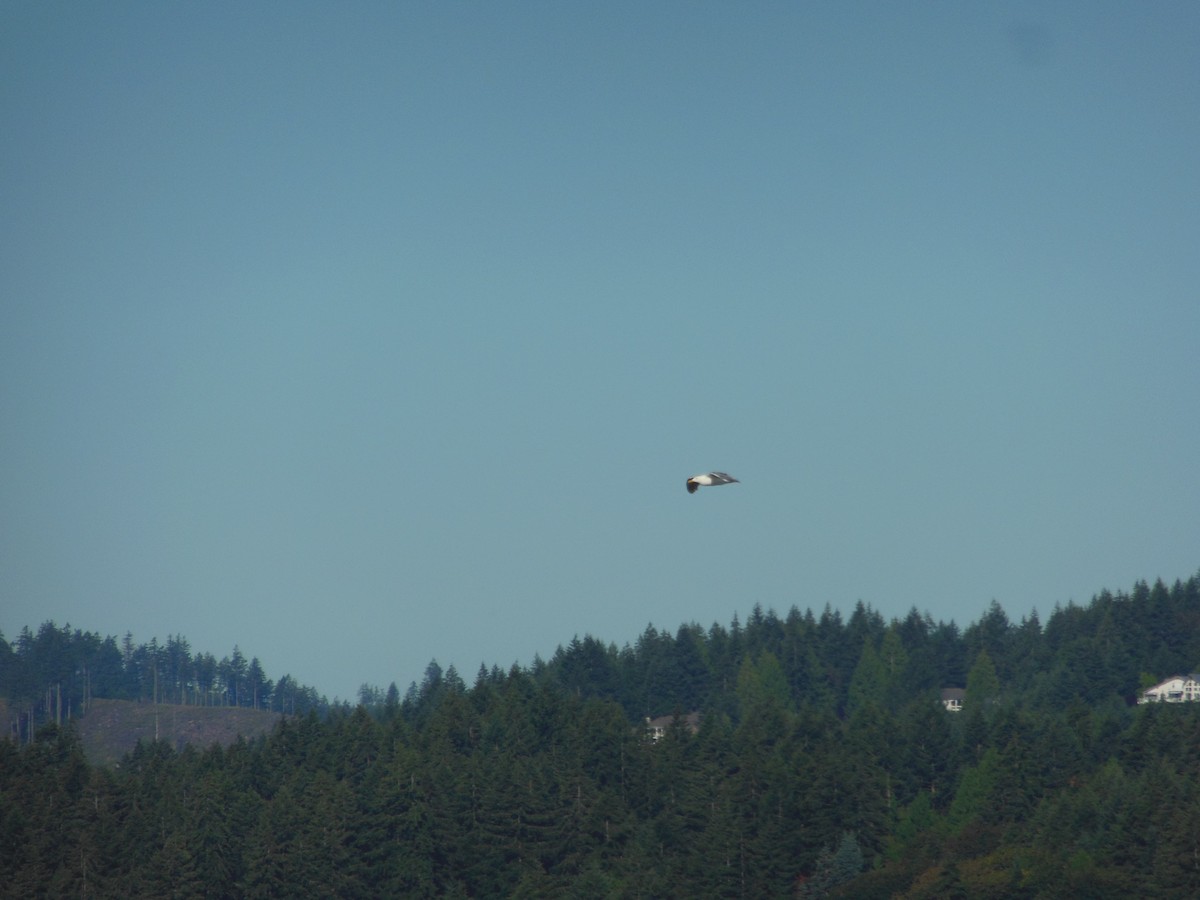 Western x Glaucous-winged Gull (hybrid) - Rebekah Graham