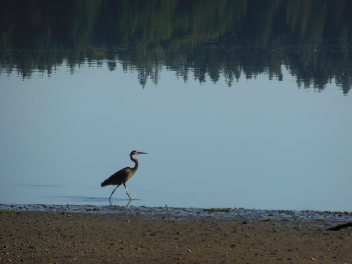 Great Blue Heron - ML250259811