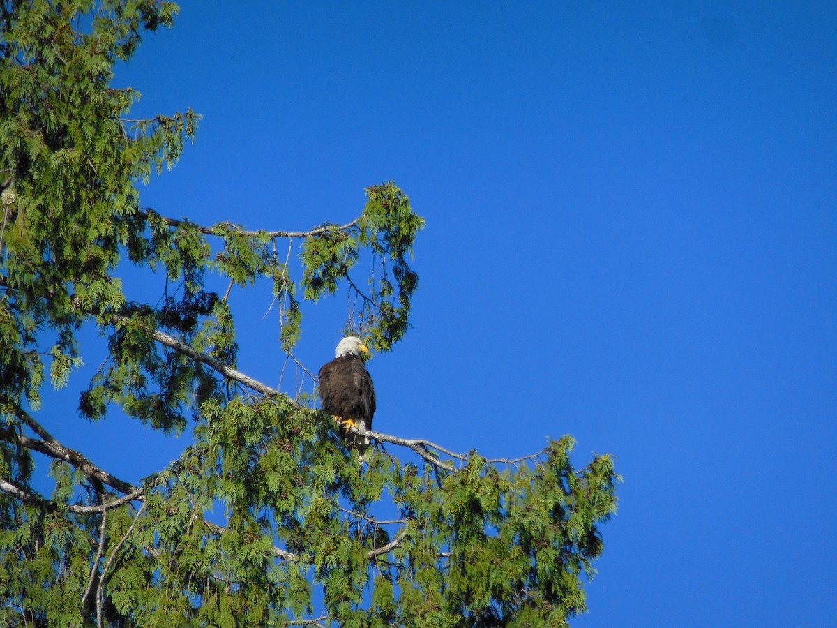 Bald Eagle - ML250259821