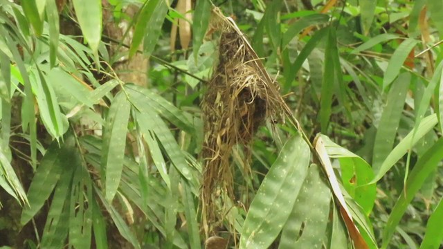 Silver-breasted Broadbill - ML250260291