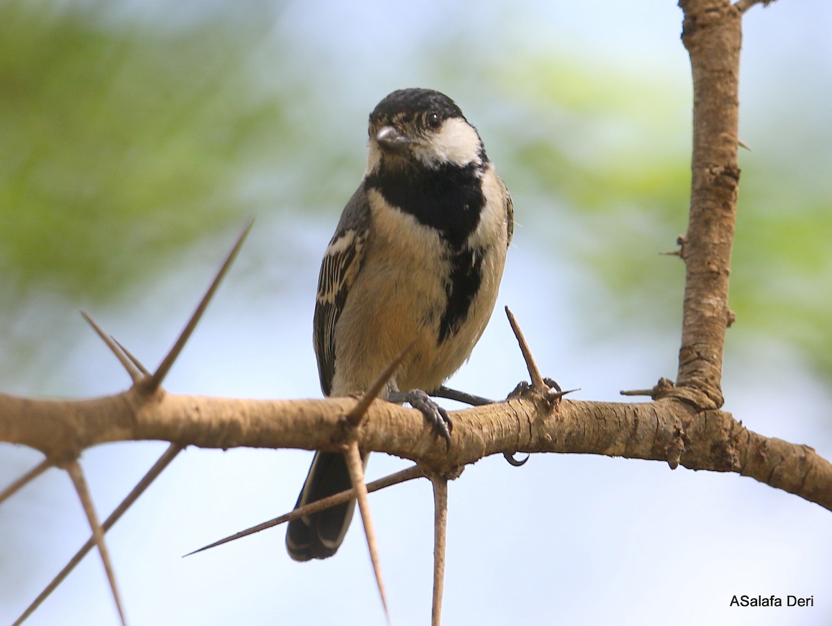 Somali Tit - Fanis Theofanopoulos (ASalafa Deri)