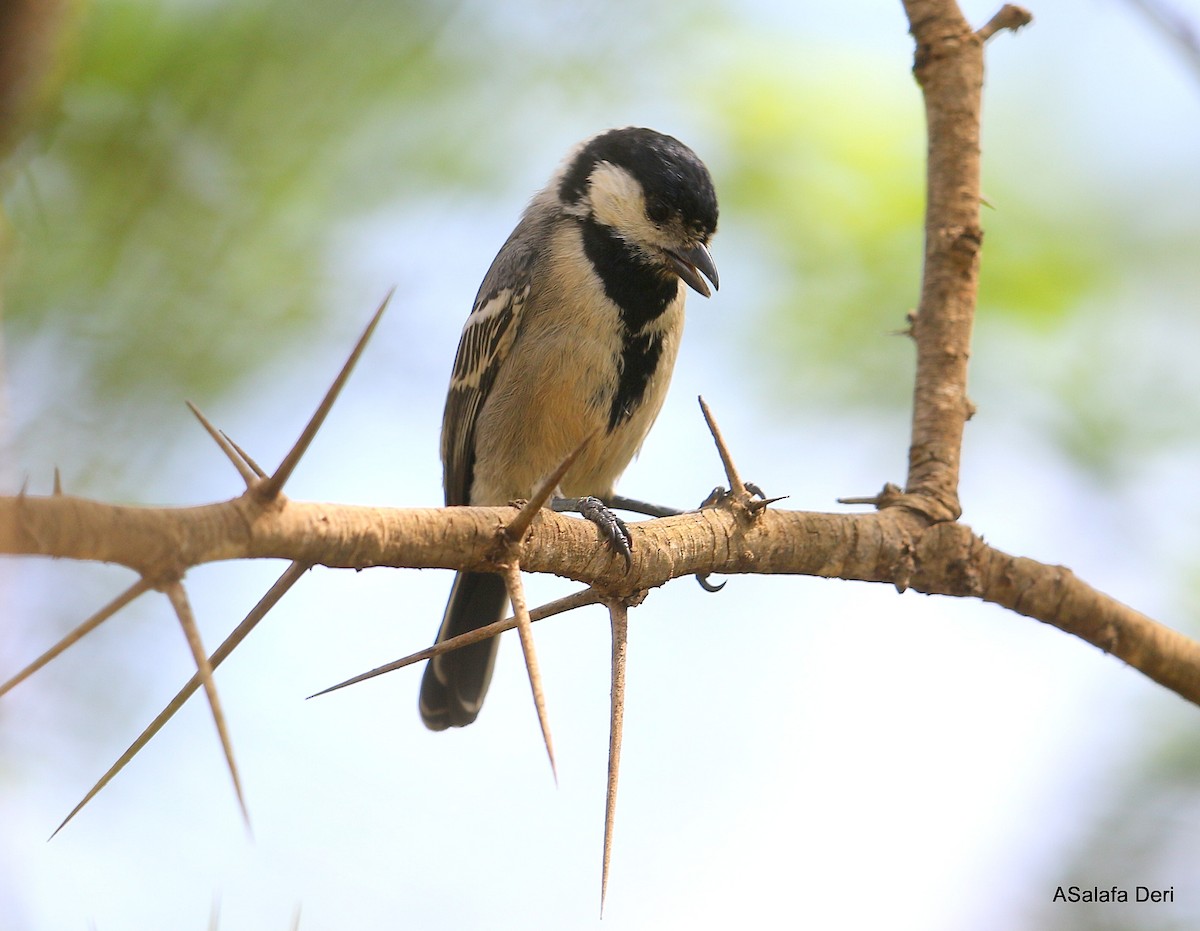 Somali Tit - ML250260701