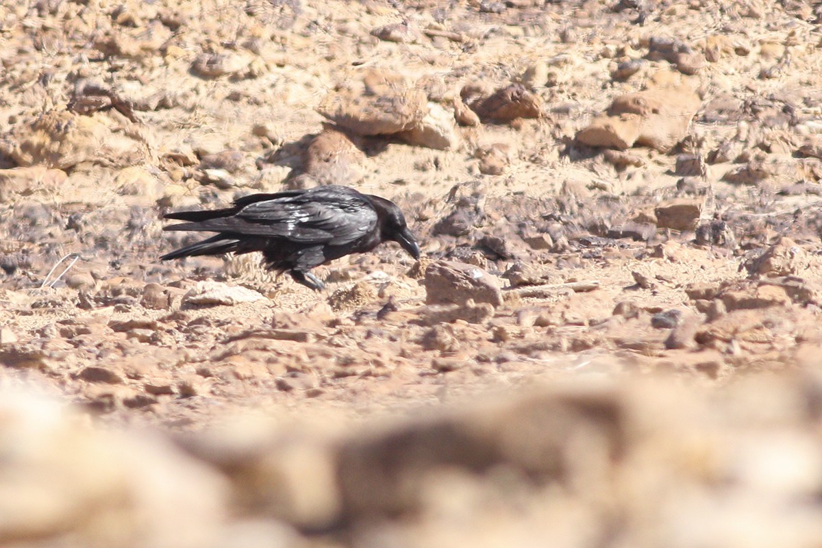 Common Raven - ML250261571