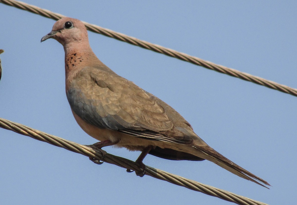 Tórtola Senegalesa - ML250262211