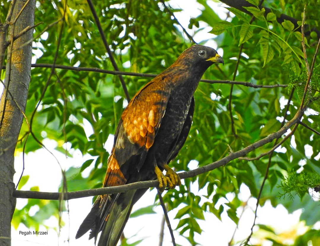 European Honey-buzzard - ML250262561