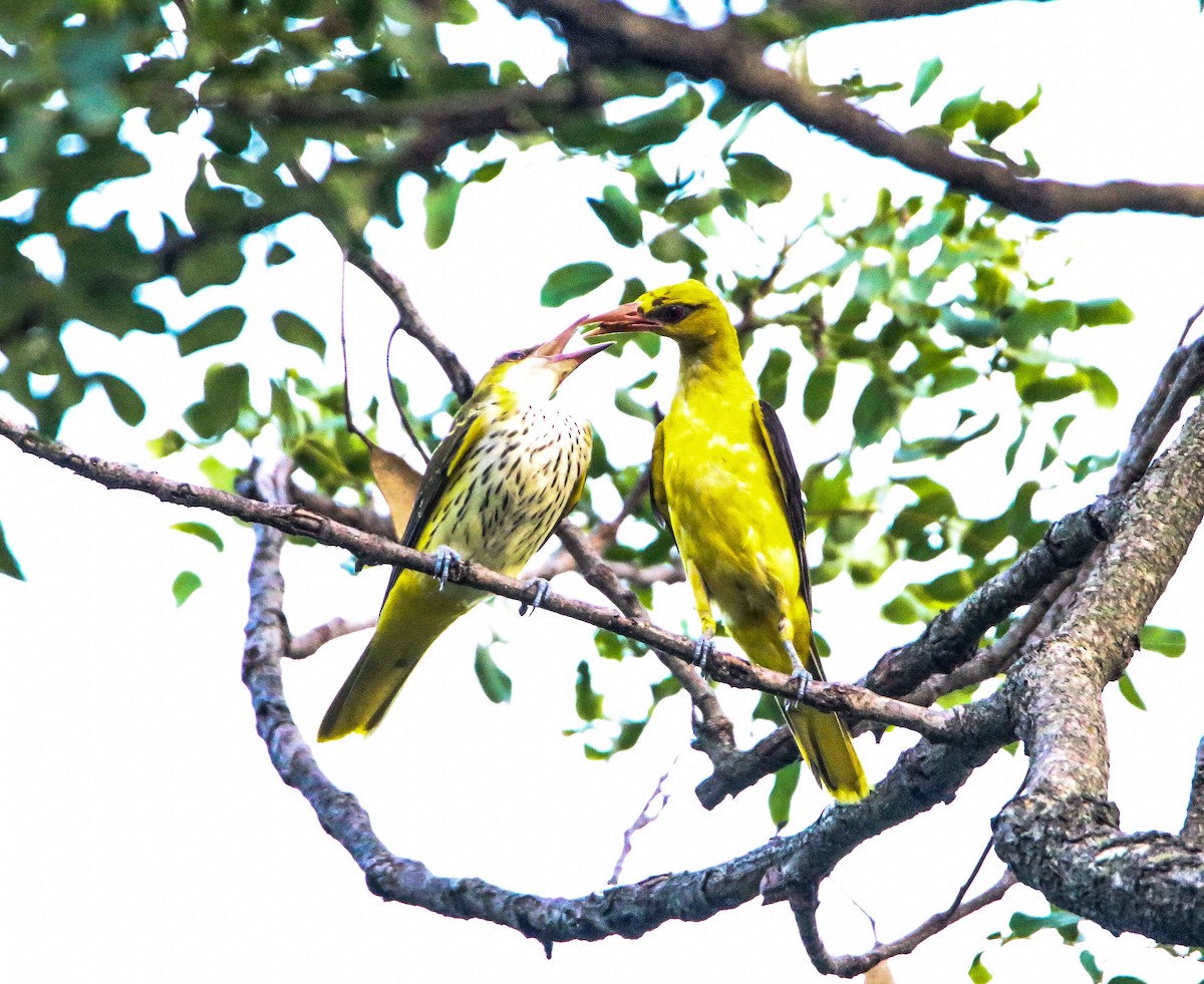 Indian Golden Oriole - Sudesh Kumar